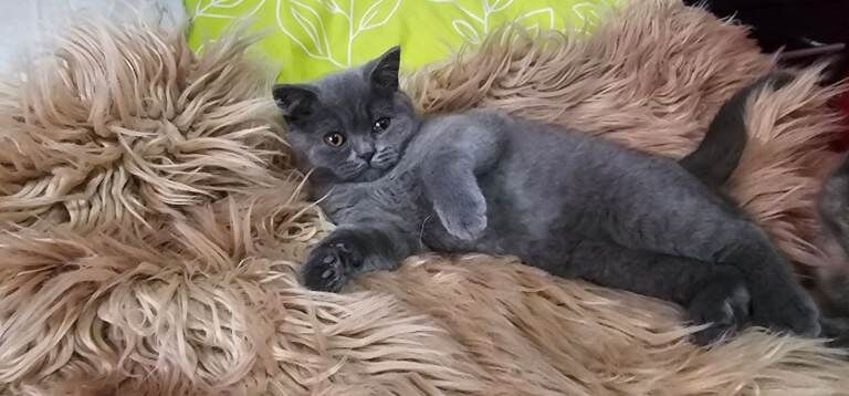 British Shorthair Kittens For Sale