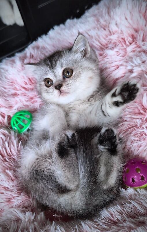 British Shorthair kittens for sale in Hendon, Greater London – 8 weeks old