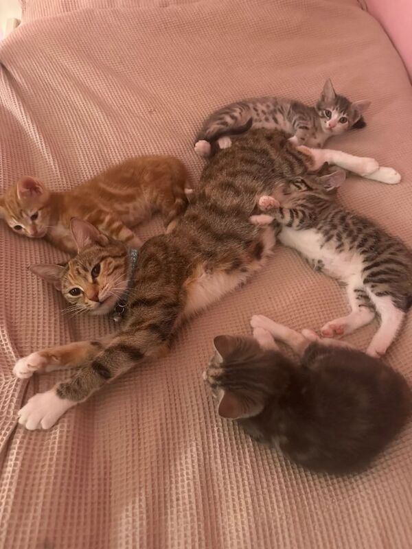 LAST ONE LEFT - tabby and white boy ready now