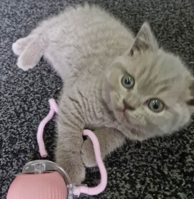 *LAST ONE* RARE Stunning Fawn kittens For Sale! - Image 2 of 4