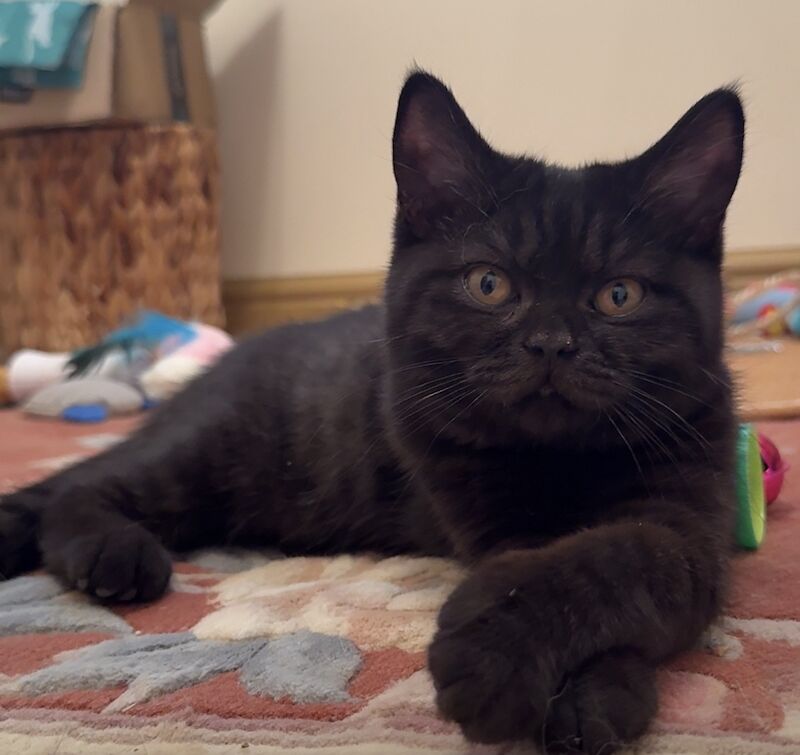 Last Remaining Champion Bloodlined BSH kitten‼️ - Image 2 of 5