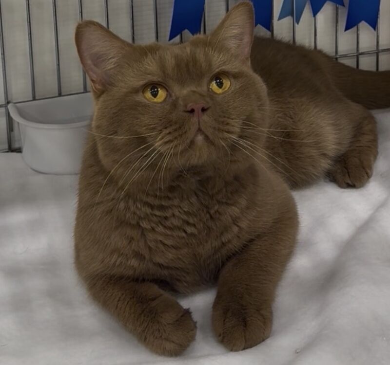 Last Remaining Champion Bloodlined BSH kitten‼️ - Image 3 of 5