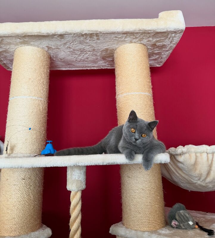 Last Remaining Champion Bloodlined BSH kitten‼️ - Image 5 of 5