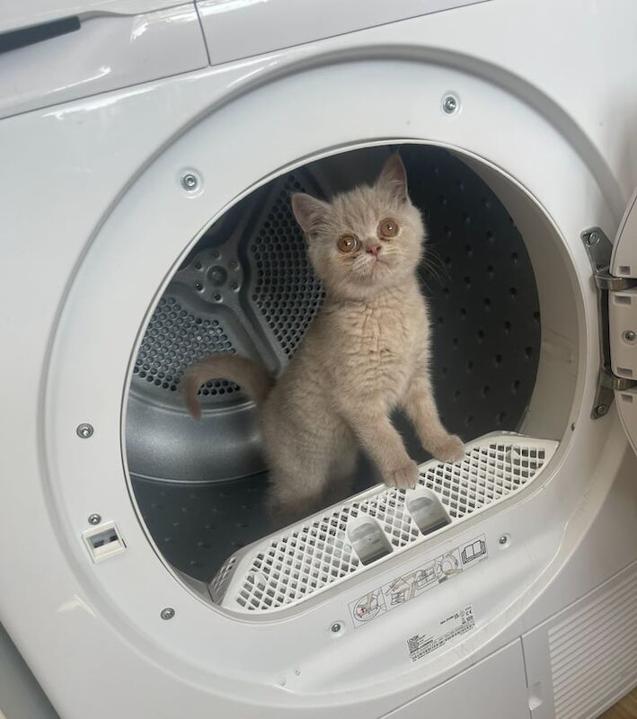 Lilac British shorthair for sale in Wolverhampton, West Midlands