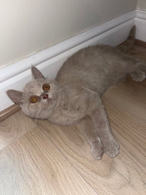 Lilac British shorthair for sale in Wolverhampton, West Midlands | Image 2