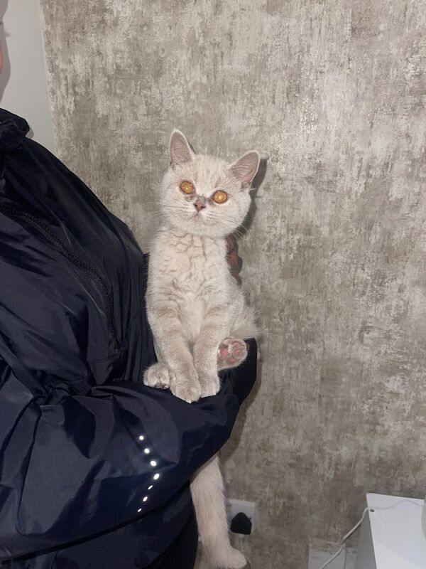 Lilac British shorthair for sale in Wolverhampton, West Midlands | Image 3