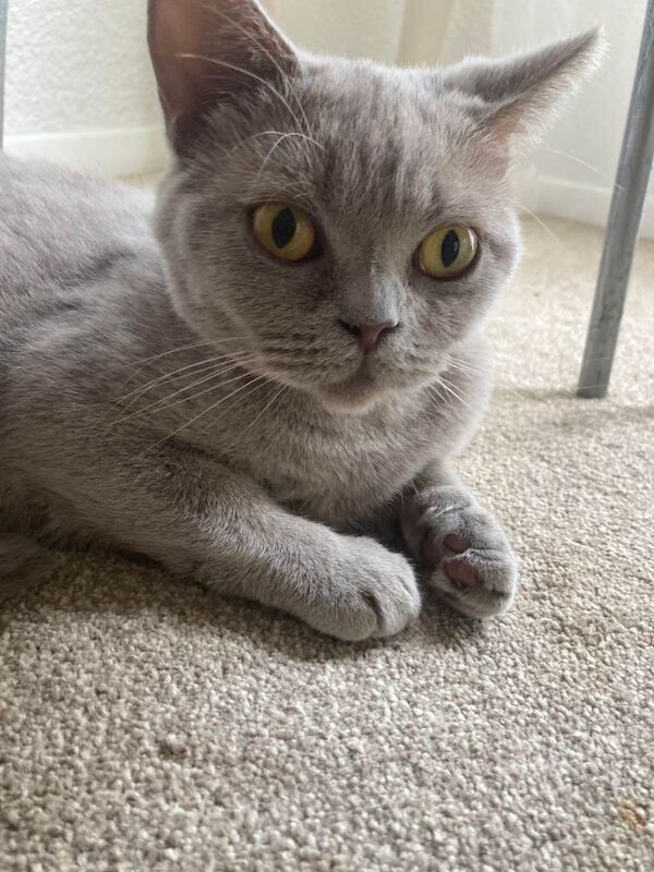 Lilac British Shorthair Active Female 3 years old
