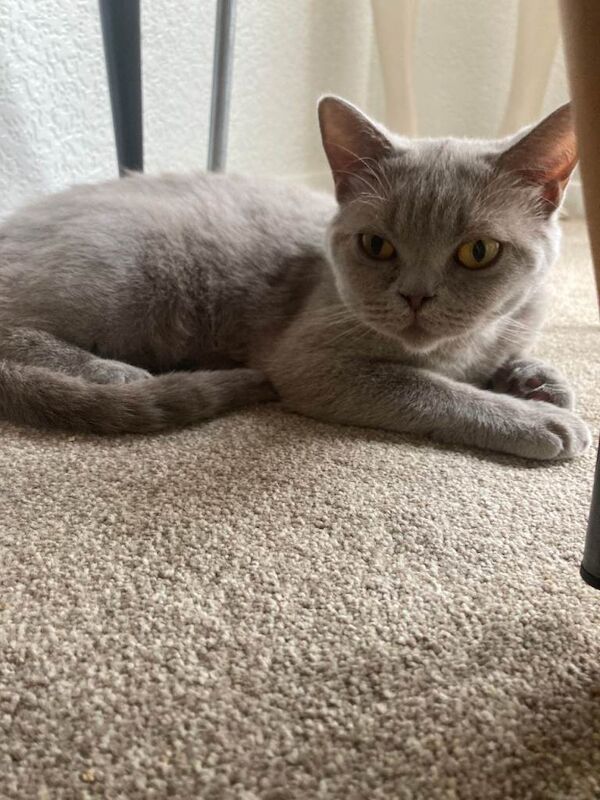 Lilac British Shorthair Active Female 3 years old - Image 2 of 4