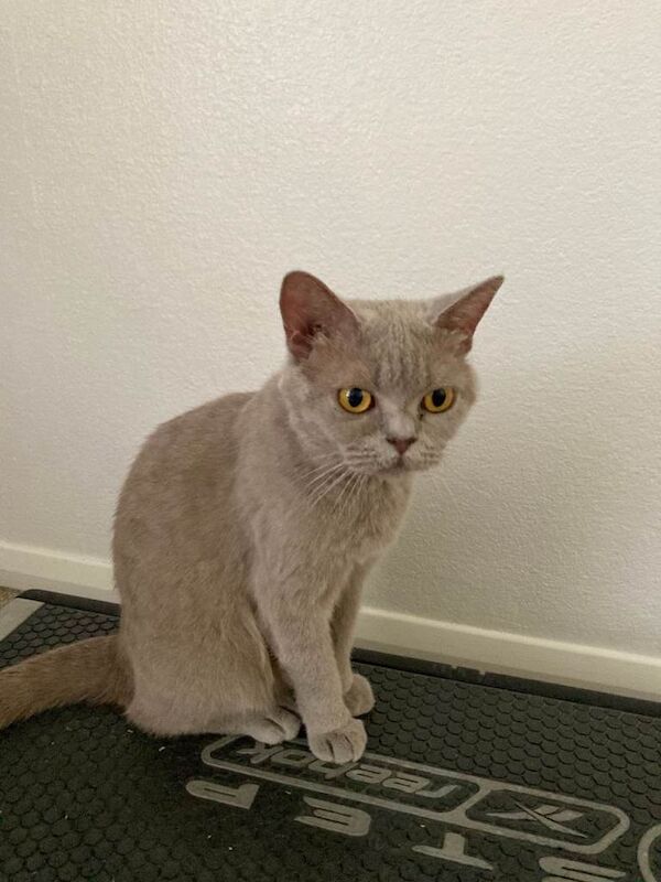 Lilac British Shorthair Active Female 3 years old - Image 3 of 4