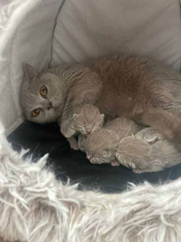 Lilac British Shorthair Active Female 3 years old - Image 4 of 4