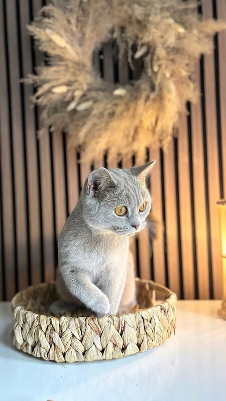 British Shorthair kittens for sale in Sandwell, West Midlands – 1 year old