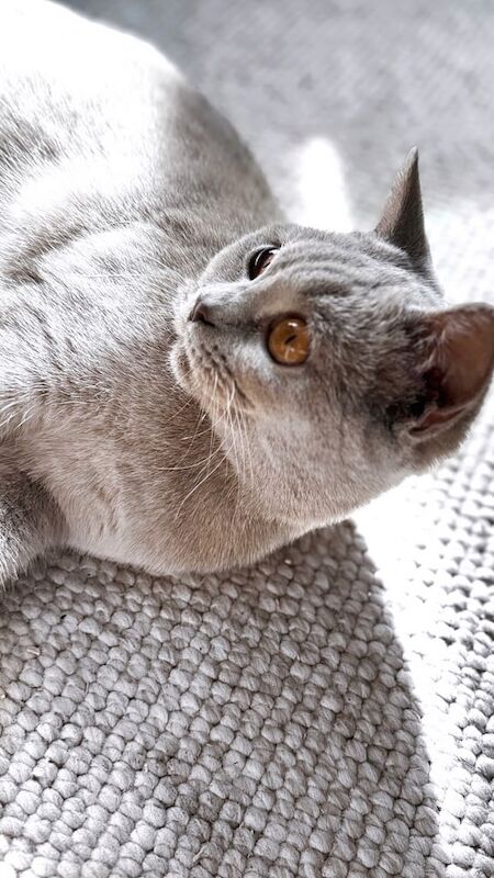 British Shorthair kittens for sale in Sandwell, West Midlands – 1 year old - Image 2 of 3