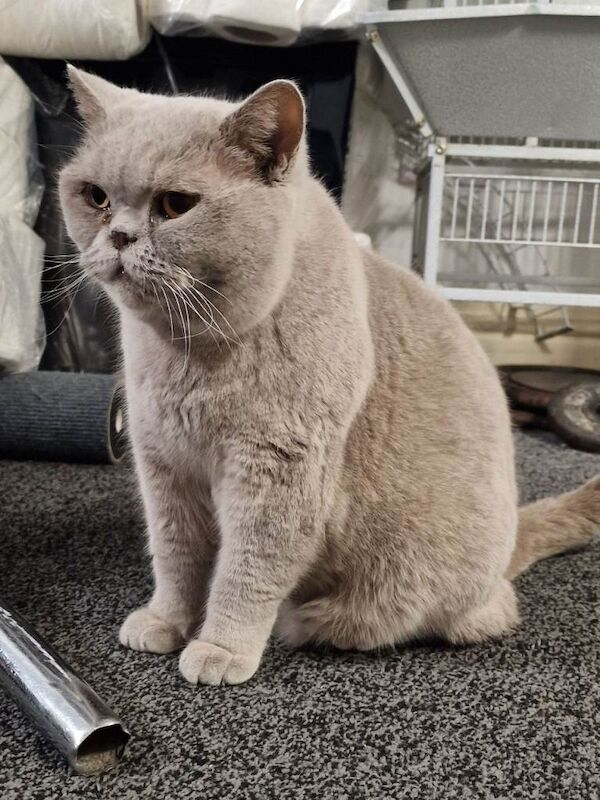 British Shorthair Kittens For Sale Under £300