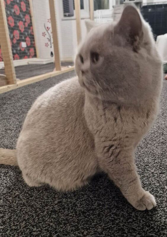 Lilac female british shorthair - Image 3 of 4