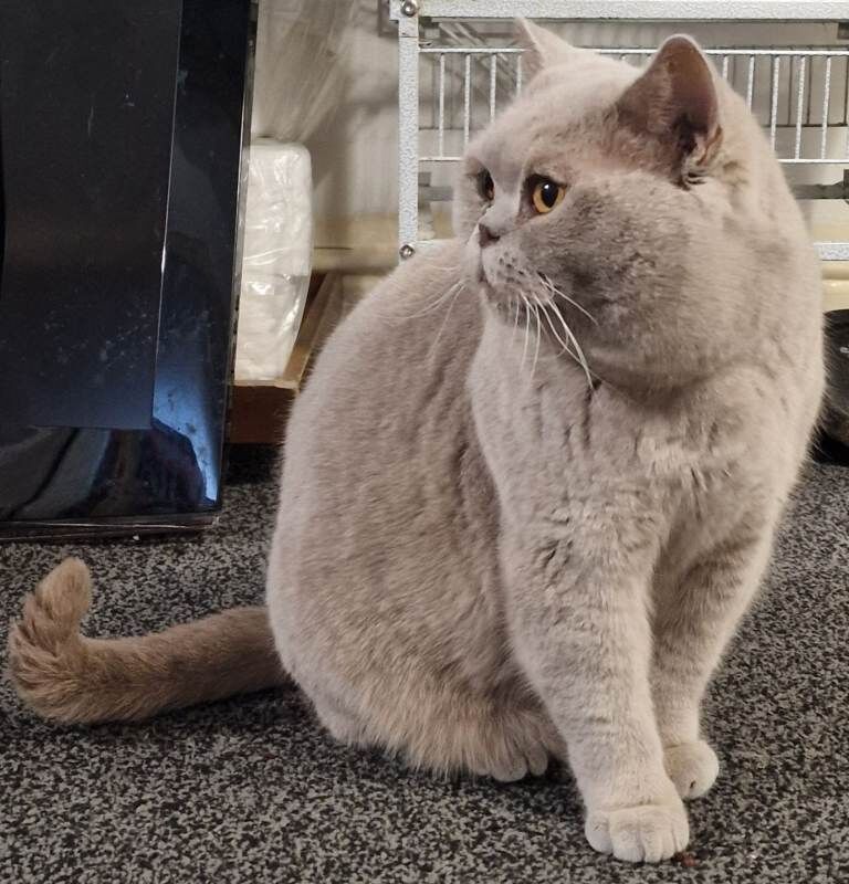 Lilac female british shorthair - Image 4 of 4