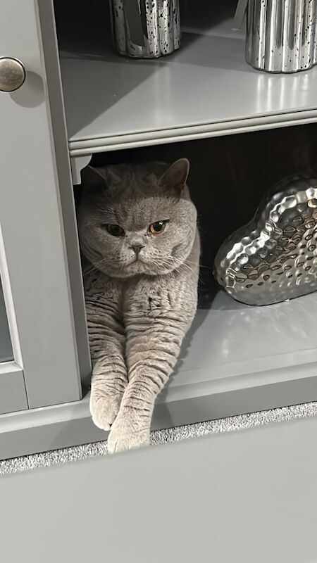 British Shorthair kittens for sale in Leeds, West Yorkshire – 2 years old - Image 2 of 4