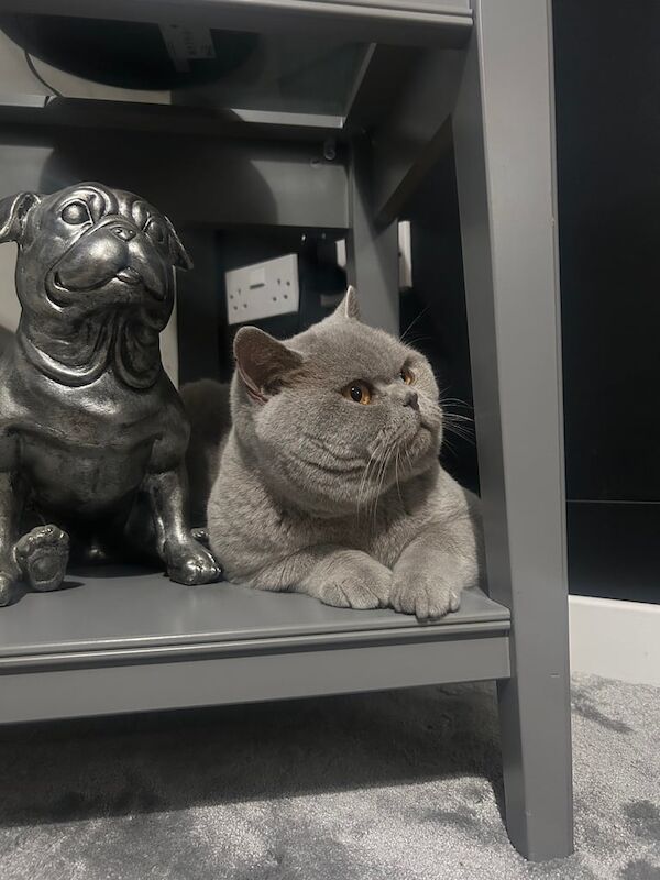 British Shorthair kittens for sale in Leeds, West Yorkshire – 2 years old - Image 3 of 4