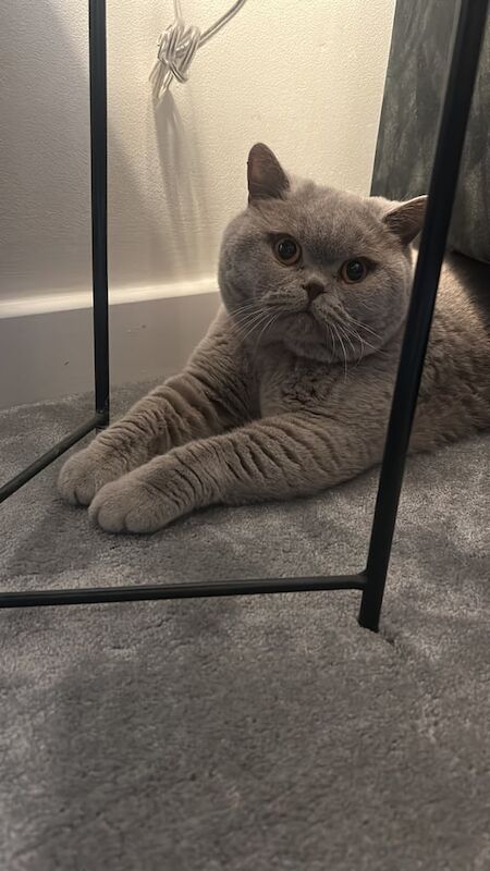 British Shorthair kittens for sale in Leeds, West Yorkshire – 2 years old - Image 4 of 4
