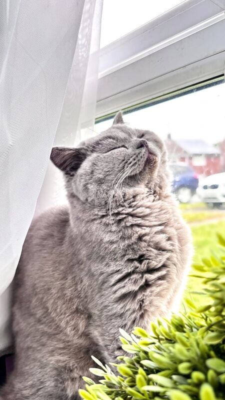 British Shorthair kittens for sale in Sandwell, West Midlands – 1 year old - Image 2 of 3