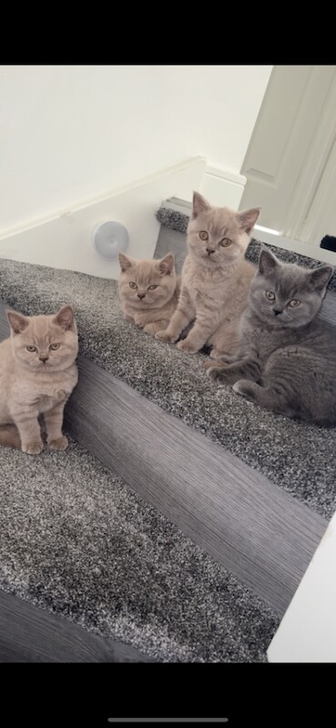 British Shorthair kittens for sale in Oldham, Greater Manchester – 11 weeks old