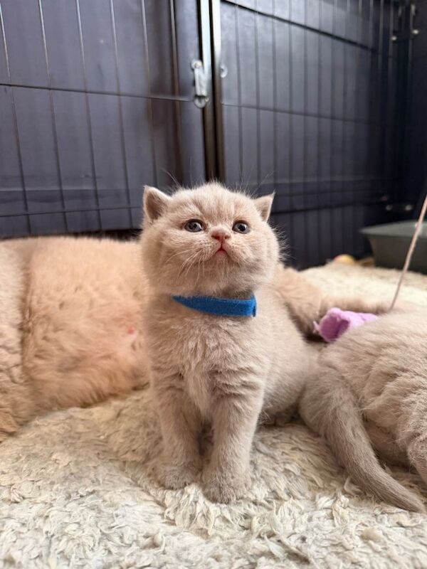 Lilac Male British Shorthaired Cat