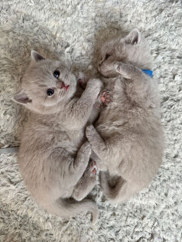 Lilac Male British Shorthaired Cat - Image 2 of 3