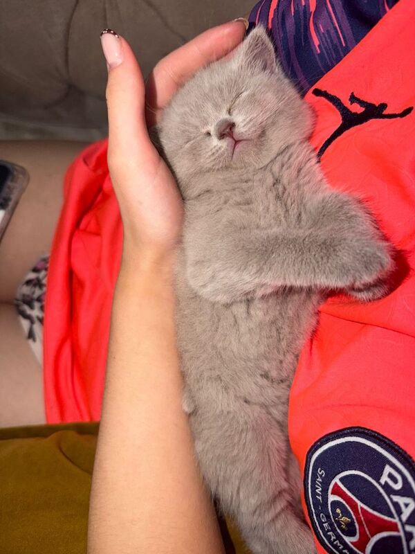 Lilac Male British Shorthaired Cat - Image 3 of 3