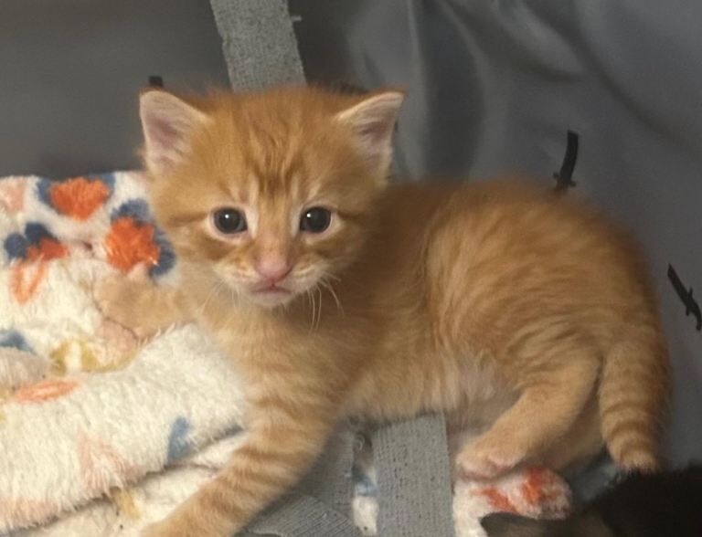 British Shorthair kittens for sale in Pontypool / Pont-y-pŵl, Gwent – 3 weeks old