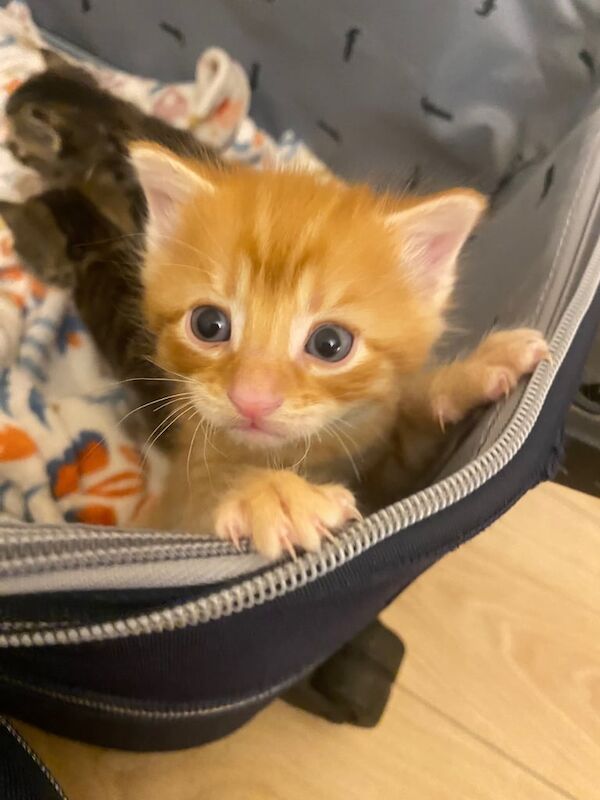 Litter of 6 kittens (2 ginger 4 tabby). - Image 2 of 6