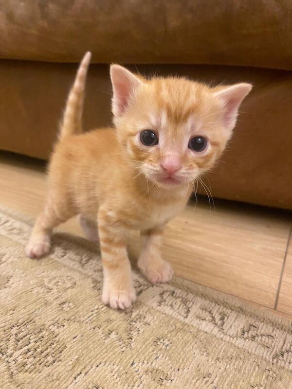 Litter of 6 kittens (2 ginger 4 tabby). - Image 3 of 6