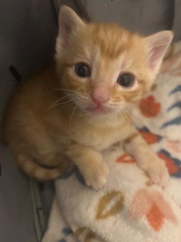 Litter of 6 kittens (2 ginger 4 tabby). - Image 4 of 6
