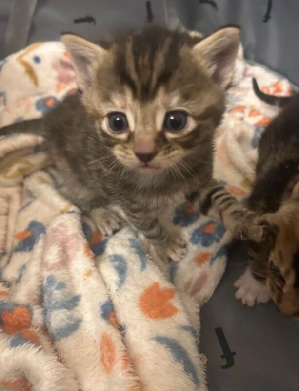 Litter of 6 kittens (2 ginger 4 tabby). - Image 5 of 6