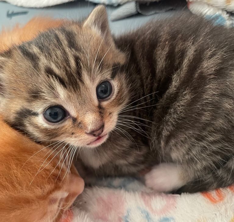 Litter of 6 kittens (2 ginger 4 tabby). - Image 6 of 6