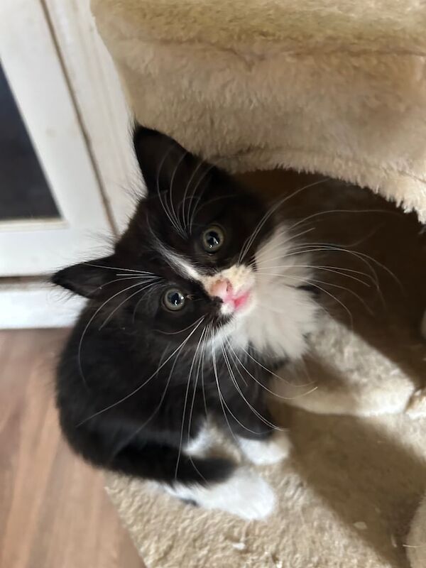 British Shorthair kittens for sale in Ilford, Greater London – 8 weeks old