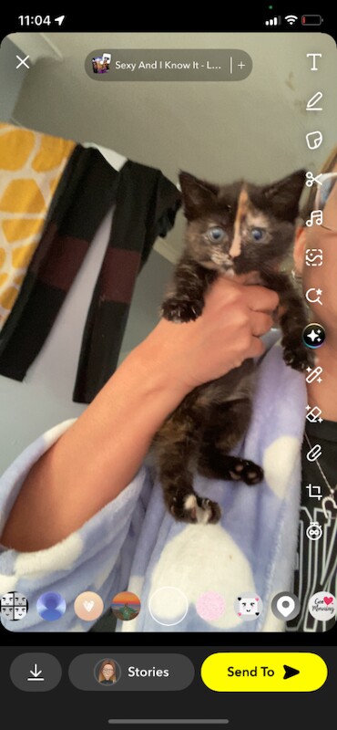 British Shorthair kittens for sale in Harehills, West Yorkshire – 9 weeks old