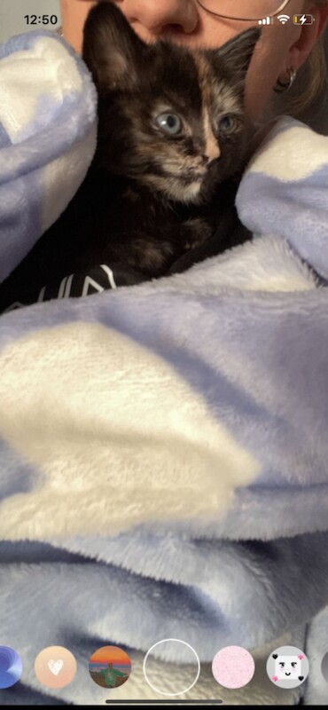 Little girl polly - Image 4 of 5