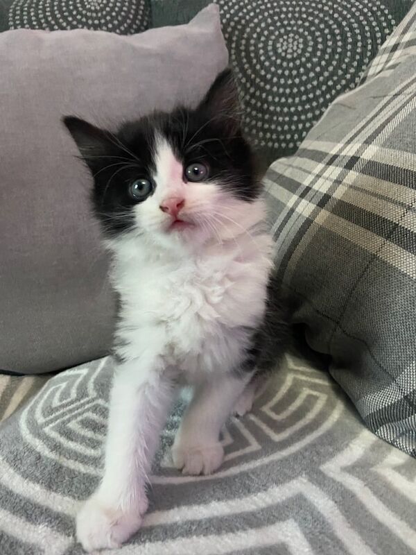 Black British Shorthair kittens for sale in Tuffley, Gloucestershire – 3 months old
