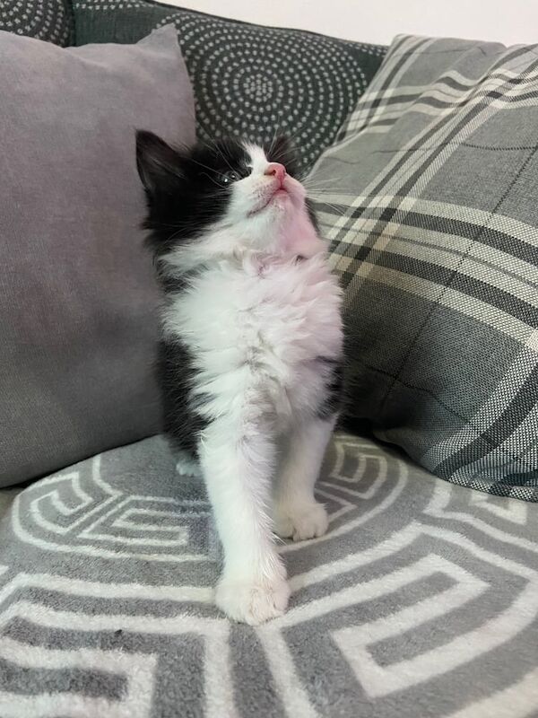 British Shorthair kittens for sale in Tuffley, Gloucestershire – 3 months old - Image 2 of 3