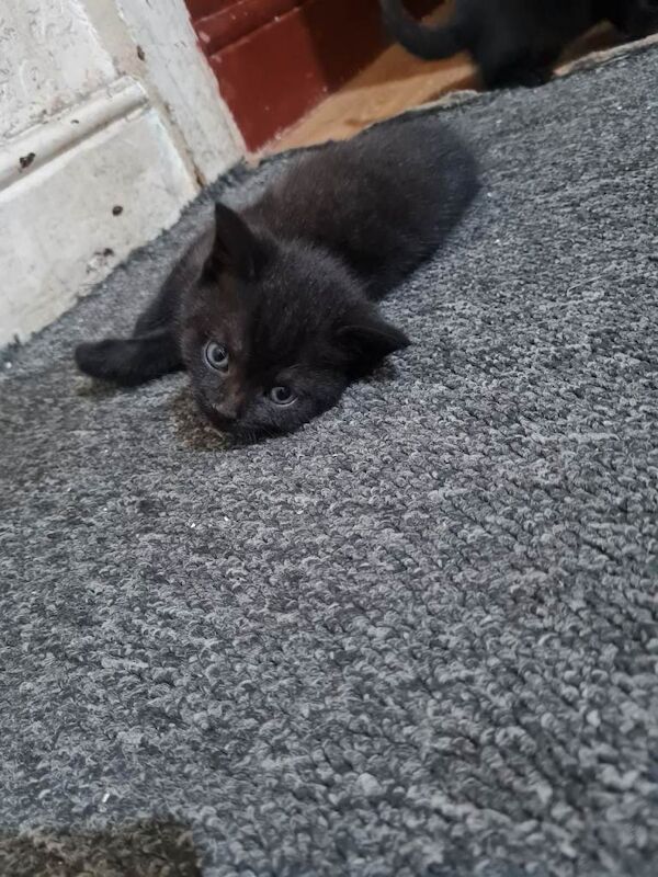 L@@k x5 british short hair x kittens