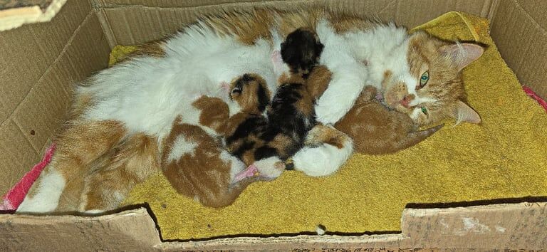 British Shorthair kittens for sale in Lewes, East Sussex – 1 week old