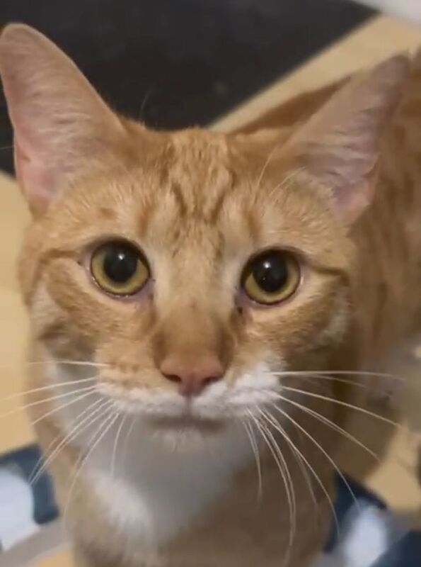 Loveable Golden Tabby