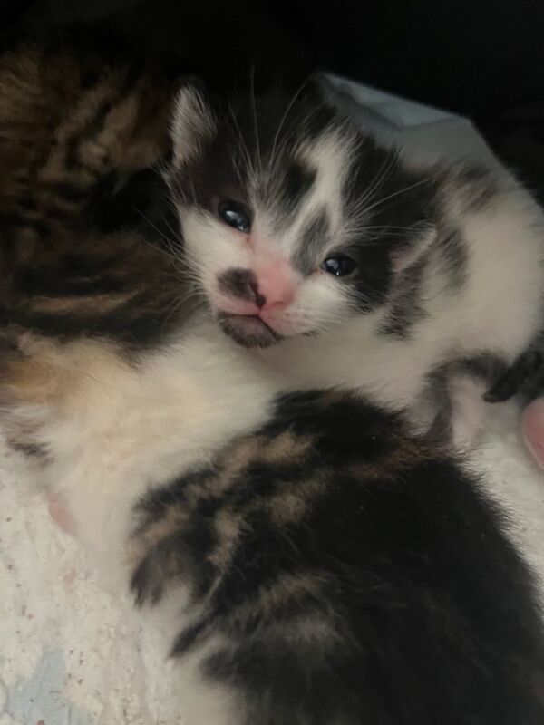 British Shorthair Kittens For Sale Under £300