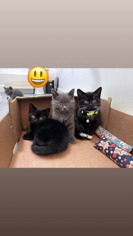 British Shorthair kittens for sale in Baguley, Greater Manchester – 8 weeks old