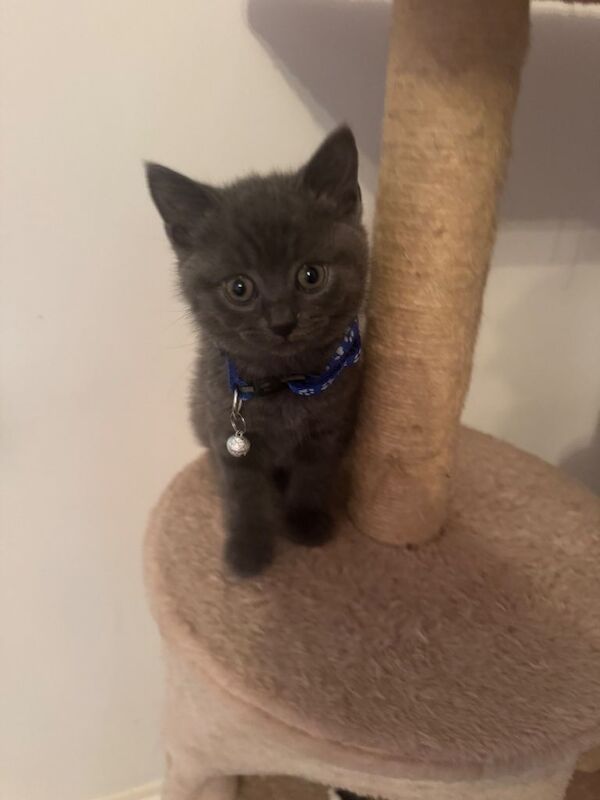 Lovely - Image 2 of 5