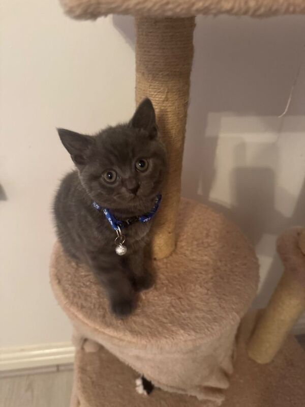 Lovely - Image 3 of 5