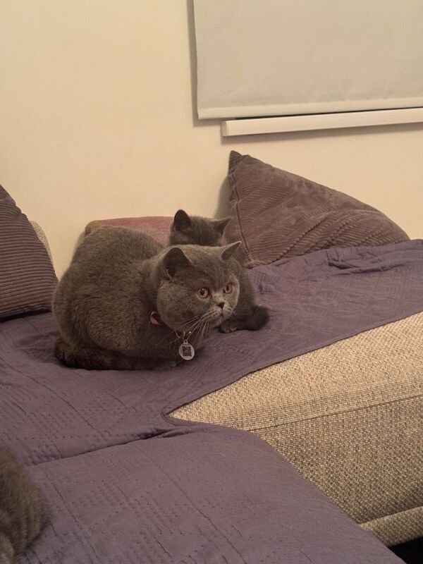 Lovely - Image 4 of 5