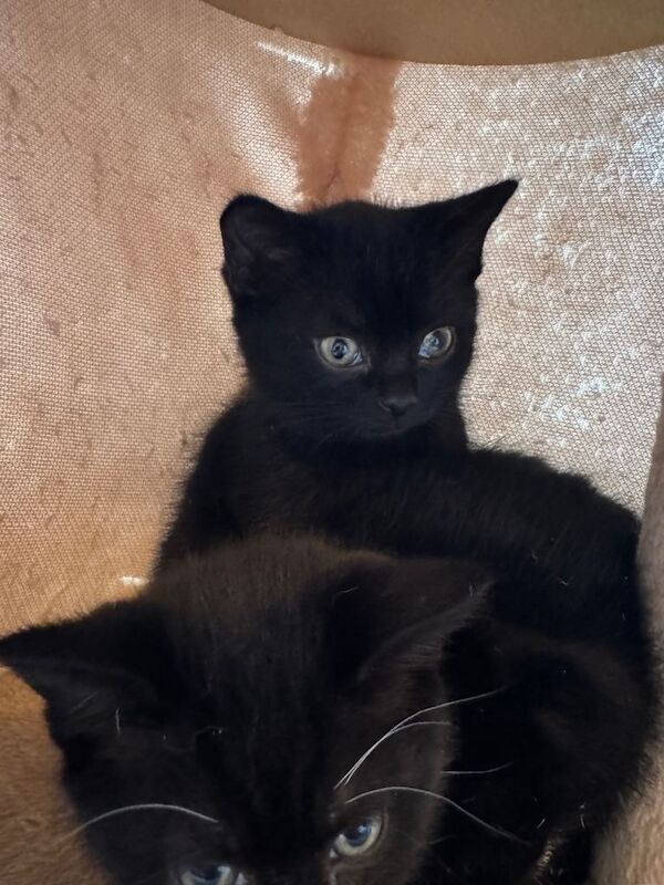 Lovely - Image 5 of 5