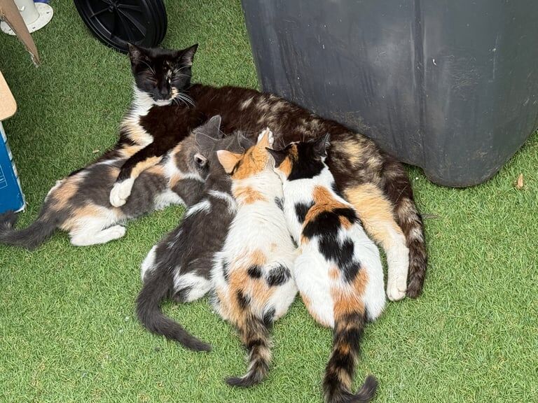 British Shorthair kittens for sale in Tottenham, Greater London – 8 weeks old