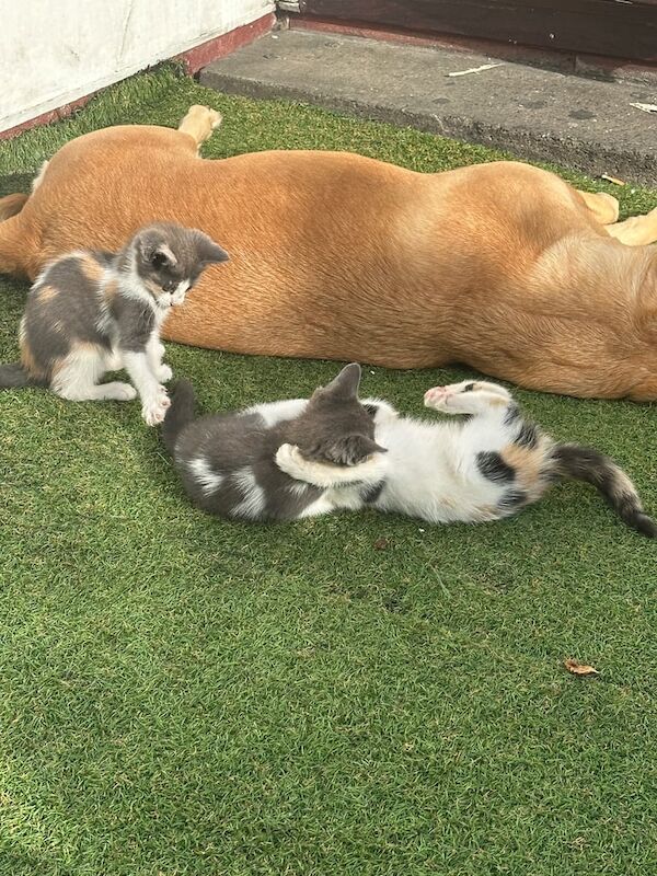 British Shorthair kittens for sale in Tottenham, Greater London – 8 weeks old - Image 3 of 3