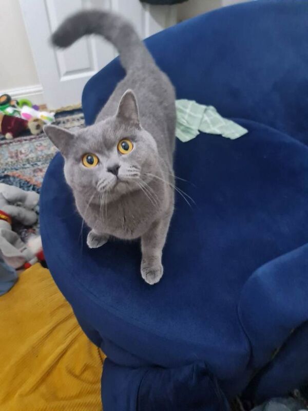 British Shorthair kittens for sale in Sutton, Greater London – 6 months old